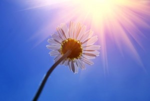 Fleurs et soleil au futur projet de la Plage de l'Est